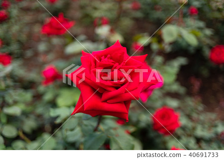 羅斯(美國) 羅斯(美國) 40691733