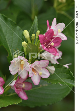 Deutzia gracilis Deutzia gracilis 40691989