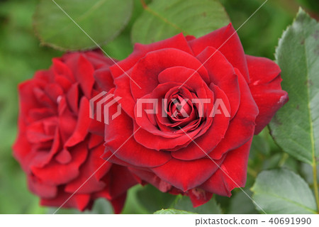 Rose (Nicolo Paganini) Rose (Nicolo Paganini) 40691990