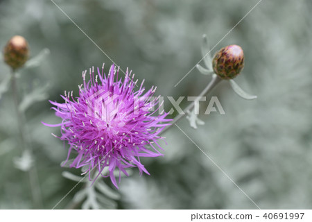 Centaura · Gimnocarpa 40691997