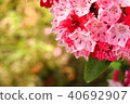 Karmia 40692907