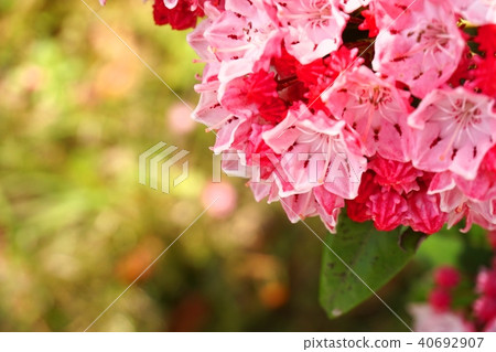 Karmia Karmia 40692907