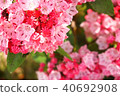 Karmia 40692908