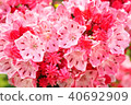Karmia 40692909