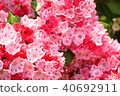 Karmia 40692911