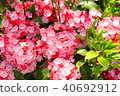 Karmia 40692912