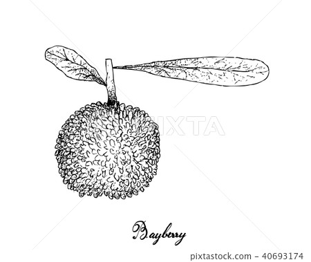 Hand Drawn of Bayberry Fruit on White Background 40693174