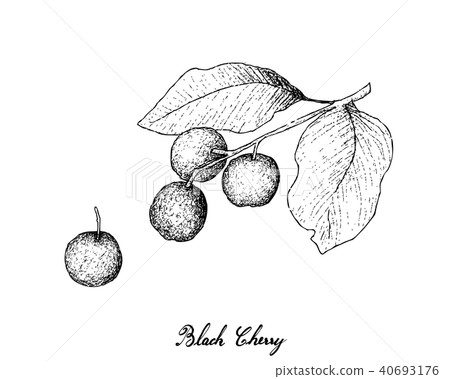 Hand Drawn of Black Cherries on White Background 40693176