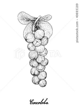 Hand Drawn of Coccoloba Uvifera or Seagrape Fruits 40693189