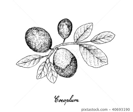 Hand Drawn of Cocoplum Fruits on White Background 40693190