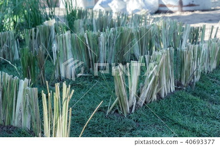 Vetiver grass planted for soil erosion. Vetiver grass planted for soil erosion. 40693377