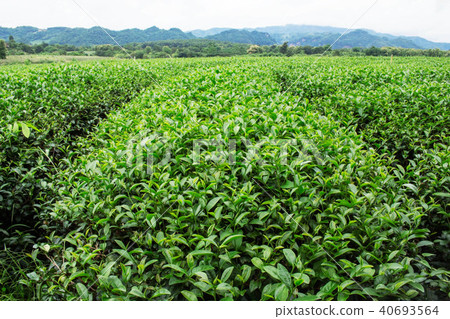 Tea plantation with green nature. 40693564