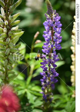Lupine field and bee 40693767