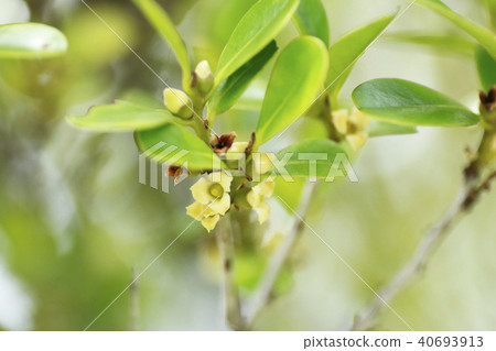 Ryukyu kuang tan flower 40693913