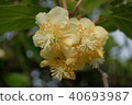 Kiwi fruit	 40693987