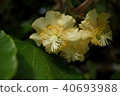 Kiwi fruit	 40693988