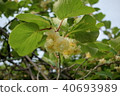Kiwi fruit	 40693989