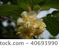Kiwi fruit	 40693990