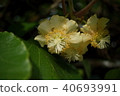 Kiwi fruit	 40693991