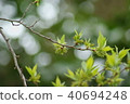 Eucommia eucommia 40694248