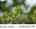 Eucommia eucommia 40694249