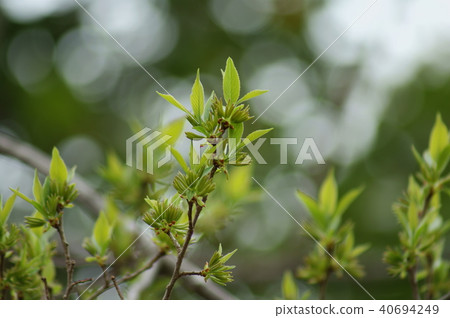 杜仲 杜仲 40694249