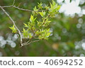 Eucommia eucommia 40694252