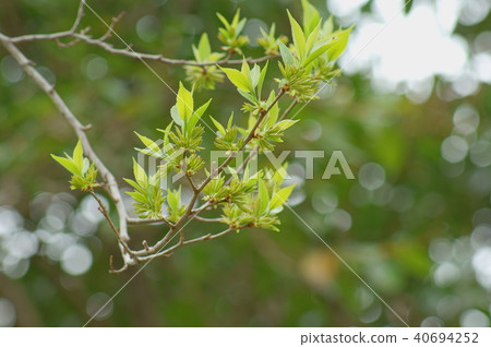 杜仲 杜仲 40694252