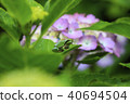 Hydrangea and frog 40694504