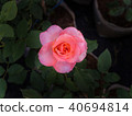White Pink Rose 40694814