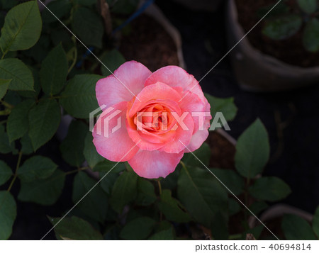White Pink Rose White Pink Rose 40694814