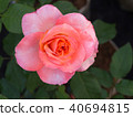 White Pink Rose 40694815
