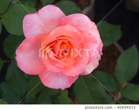 White Pink Rose White Pink Rose 40694815