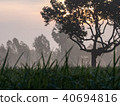 Silhouette Big Tree 40694816