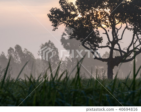 Silhouette Big Tree Silhouette Big Tree 40694816