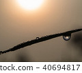 Rice Leaf with Dew Drop Perched against Sun Light 40694817