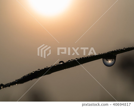 Rice Leaf with Dew Drop Perched against Sun Light Rice Leaf with Dew Drop Perched against Sun Light 40694817