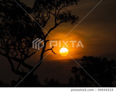 Tree behind The Sun Tree behind The Sun 40694819