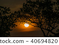 Tree behind The Sun 40694820