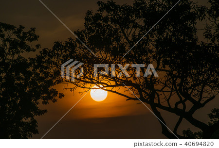 Tree behind The Sun Tree behind The Sun 40694820