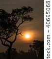 Tree behind The Sun 40695068