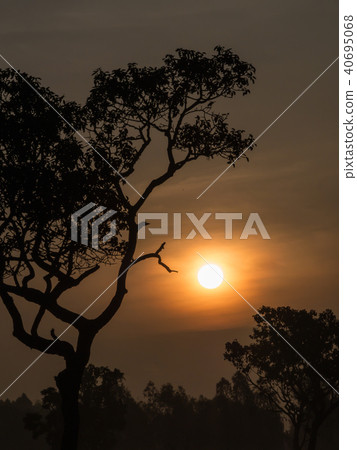 Tree behind The Sun Tree behind The Sun 40695068