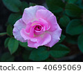 Pink Rose on The Ground 40695069