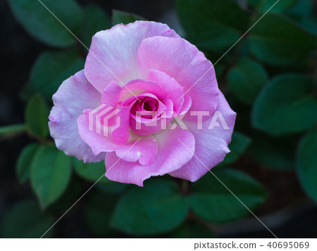 Pink Rose on The Ground Pink Rose on The Ground 40695069