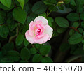 White Pink Rose 40695070