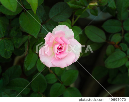 White Pink Rose 40695070