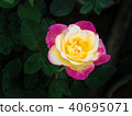 Yellow Pink Rose Blooming 40695071
