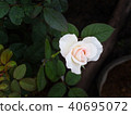White Pink Rose 40695072