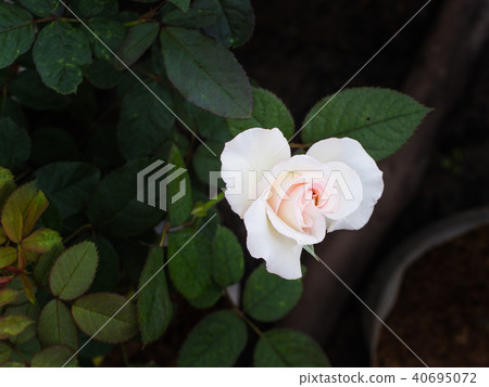 White Pink Rose 40695072