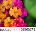 Hedge Flower Buds 40695073